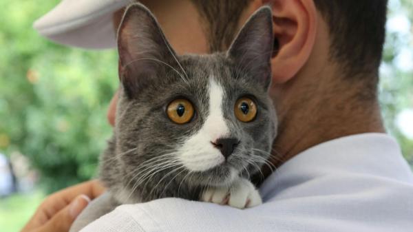 Ni Cataluña ni Madrid: la comunidad española que más quiere a sus gatos, según un estudio - El auge de la convivencia con gatos en España en cifras