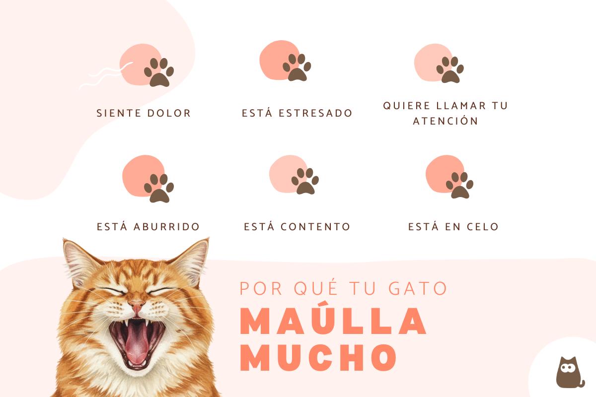 Mi gato maúlla mucho: causas y soluciones