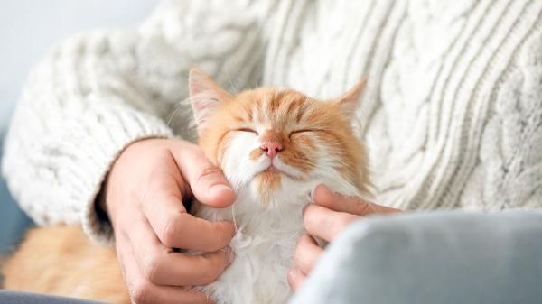Ni Cataluña ni Madrid: la comunidad española que más quiere a sus gatos, según un estudio - Navarra lidera el vínculo emocional con los gatos en España