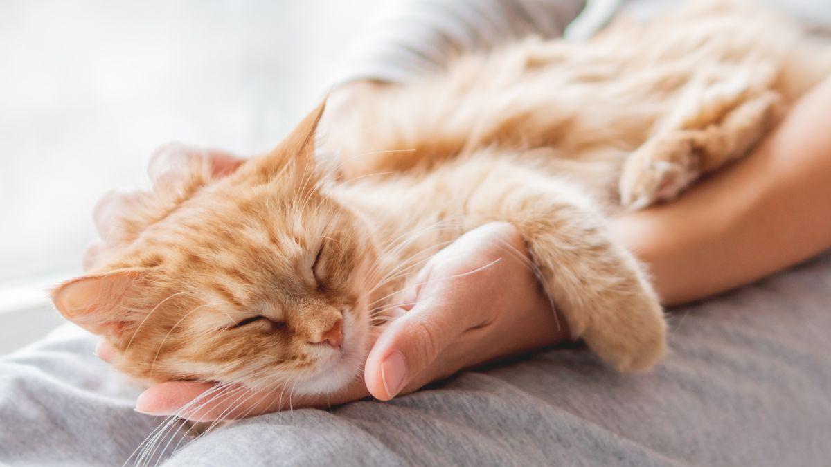 Ni Cataluña ni Madrid: la comunidad española que más quiere a sus gatos, según un estudio