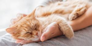 Ni Cataluña ni Madrid: la comunidad española que más quiere a sus gatos, según un estudio