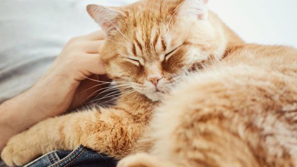 Los veterinarios lo confirman: “Los gatos naranjas son más inteligentes, sociables e inquietos” - Cada gato es único y su carácter depende de mucho más que el color