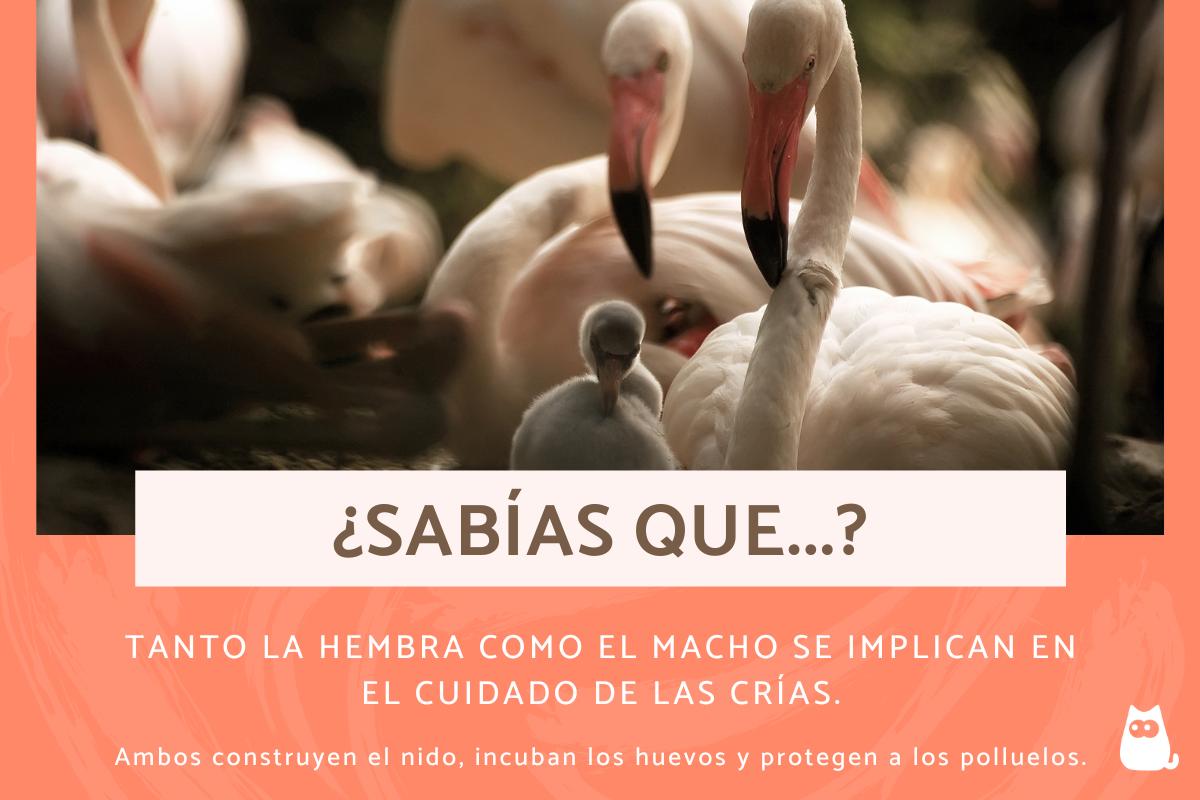 Curiosidades de los flamencos