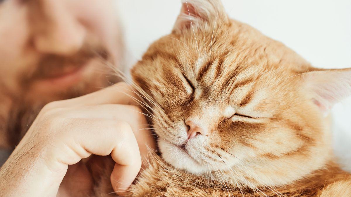 Los veterinarios lo afirman: “Los gatos naranjas son más inteligentes, sociables e inquietos”