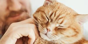 Los veterinarios lo afirman: “Los gatos naranjas son más inteligentes, sociables e inquietos”