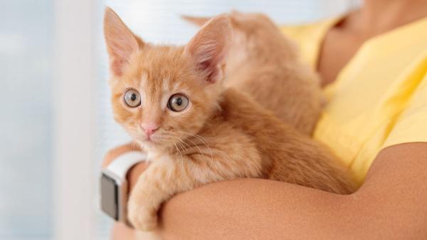 Los veterinarios lo confirman: “Los gatos naranjas son más inteligentes, sociables e inquietos” - ¿Más inteligentes y sociables? Lo que dicen los estudios sobre su carácter