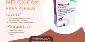 Meloxicam para perros: dosis, usos y efectos secundarios