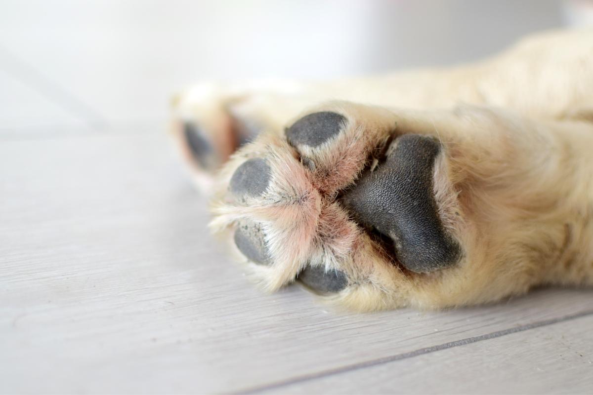 Reparadores caseros para las almohadillas en perros