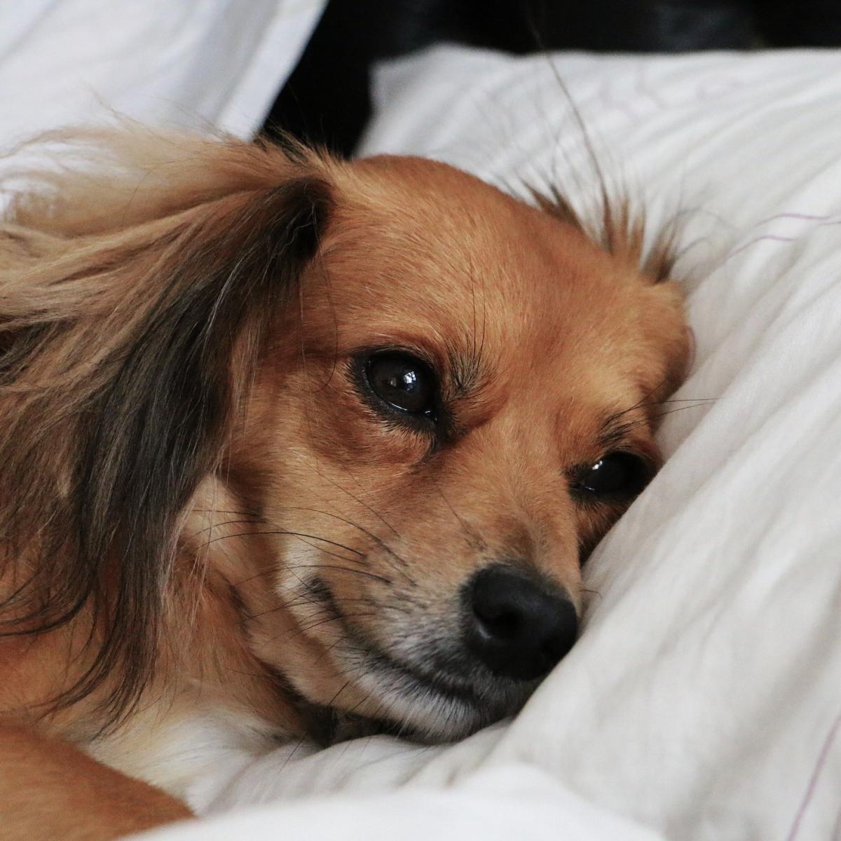 Síntomas del aborto en una perrita