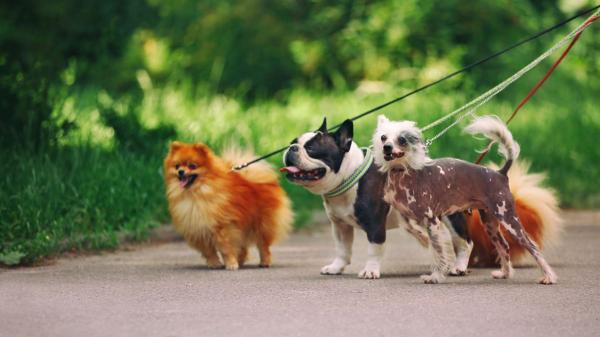 No están solo en el campo: las zonas donde tu perro puede coger pulgas y garrapatas durante el paseo - Las pulgas pueden saltar de un perro a otro durante los paseos