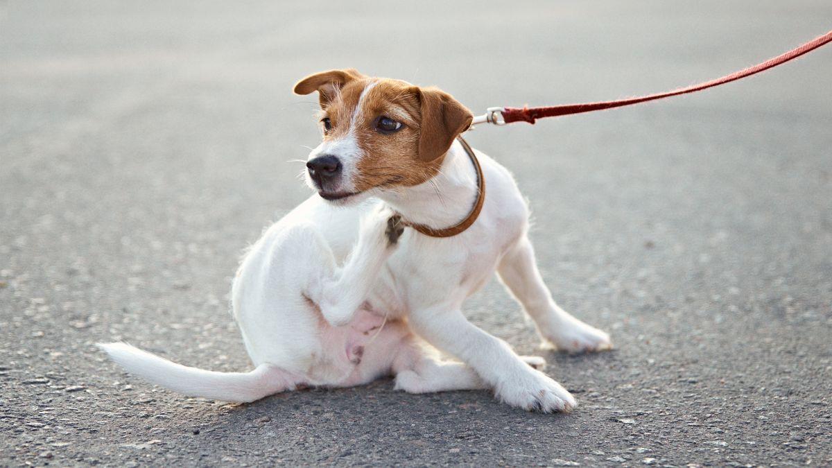 No están solo en el campo: las zonas donde tu perro puede coger pulgas y garrapatas durante el paseo