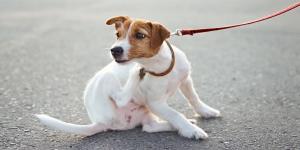 No están solo en el campo: las zonas donde tu perro puede coger pulgas y garrapatas durante el paseo