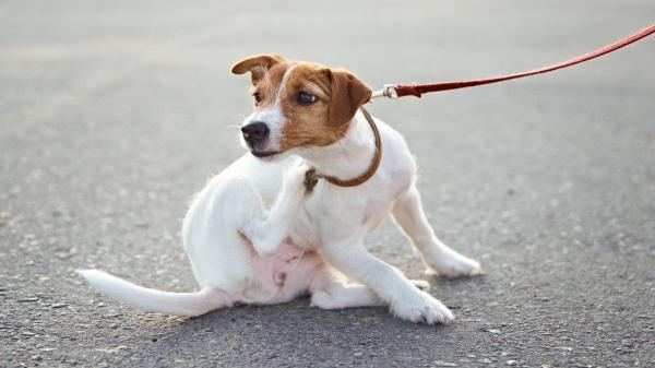 No están solo en el campo: las zonas donde tu perro puede coger pulgas y garrapatas durante el paseo