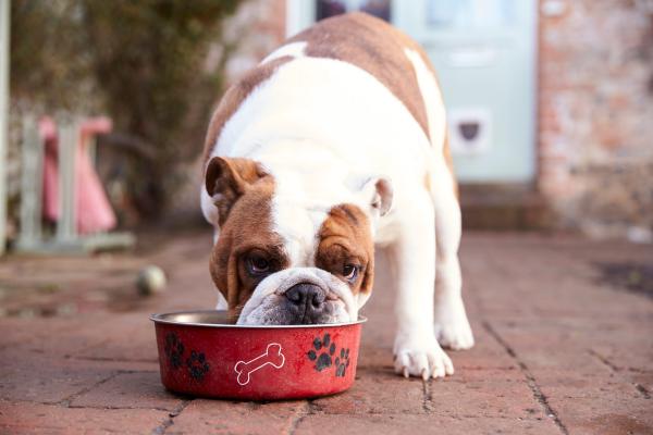 Remedios caseros para la tos cardíaca en perros - 3. Dieta adecuada