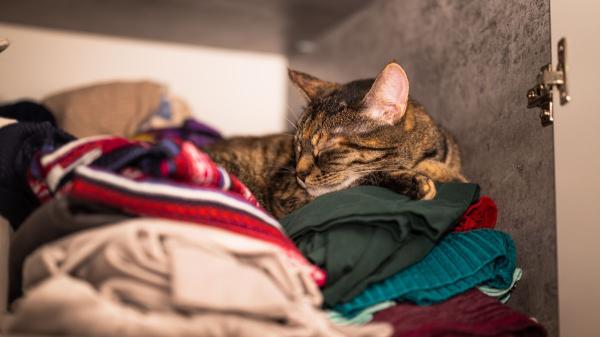 Los veterinarios coinciden: “Si tu gato duerme sobre tu ropa no es solo por comodidad, sino porque tu olor le aporta seguridad” - Así reconocen los gatos a las personas con las que viven: la clave no está en la vista