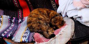 Los veterinarios coinciden: “Si tu gato duerme sobre tu ropa no es solo por comodidad, sino porque tu olor le aporta seguridad”