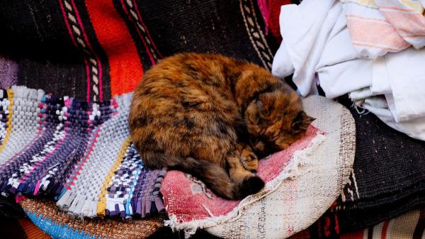 Los veterinarios coinciden: “Si tu gato duerme sobre tu ropa no es solo por comodidad, sino porque tu olor le aporta seguridad”