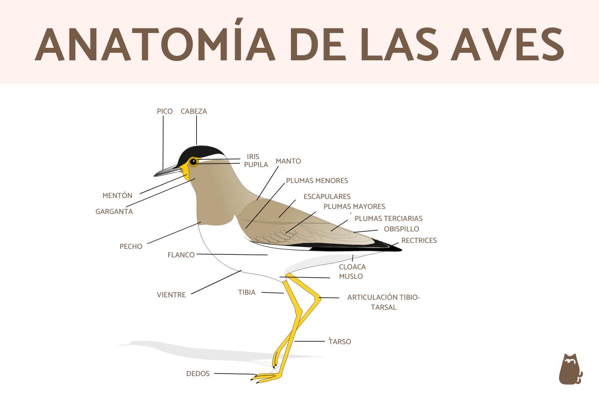 Partes de un ave