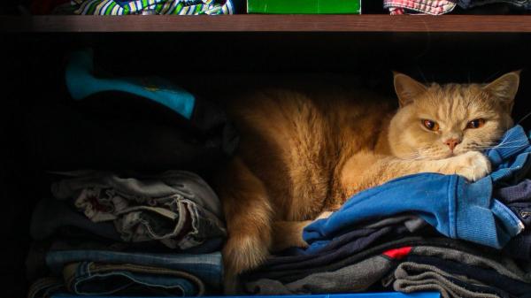 Los veterinarios coinciden: “Si tu gato duerme sobre tu ropa no es solo por comodidad, sino porque tu olor le aporta seguridad” - Por qué tu gato mezcla su olor con el tuyo cuando se tumba sobre tu ropa