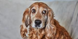Manuel Manzano, veterinario: “El mayor riesgo del eclipse solar para perros y gatos no será mirar al Sol, sino el miedo”