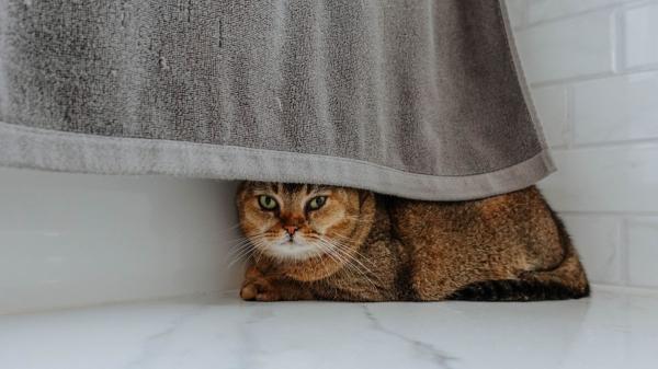 Manuel Manzano, veterinario: “El mayor riesgo del eclipse solar para perros y gatos no será mirar al Sol, sino el miedo” - “Mientras los perros buscarán a su tutor, los gatos preferirán esconderse”: así podrán reaccionar durante el eclipse