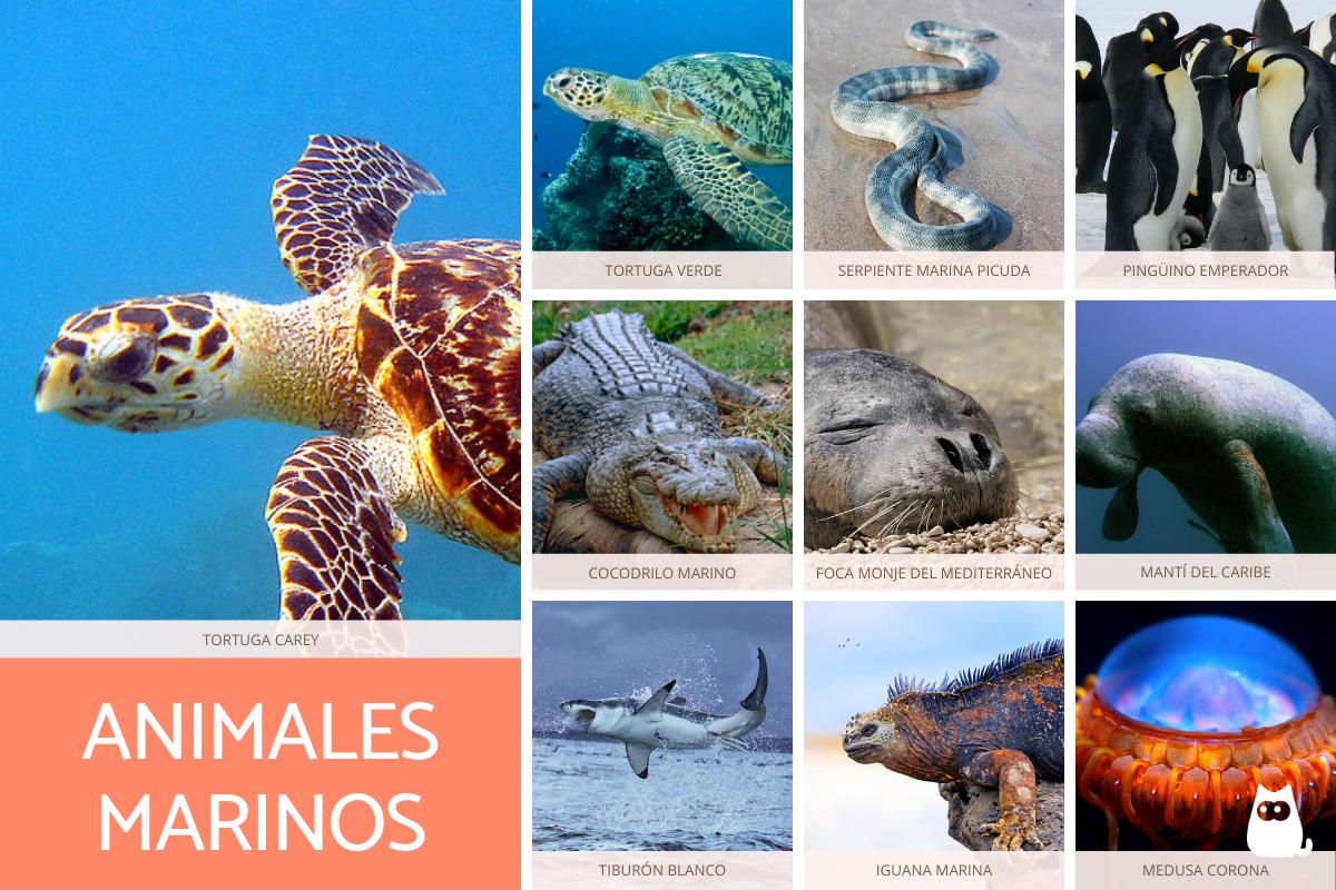 Animales marinos - Tipos, características y ejemplos