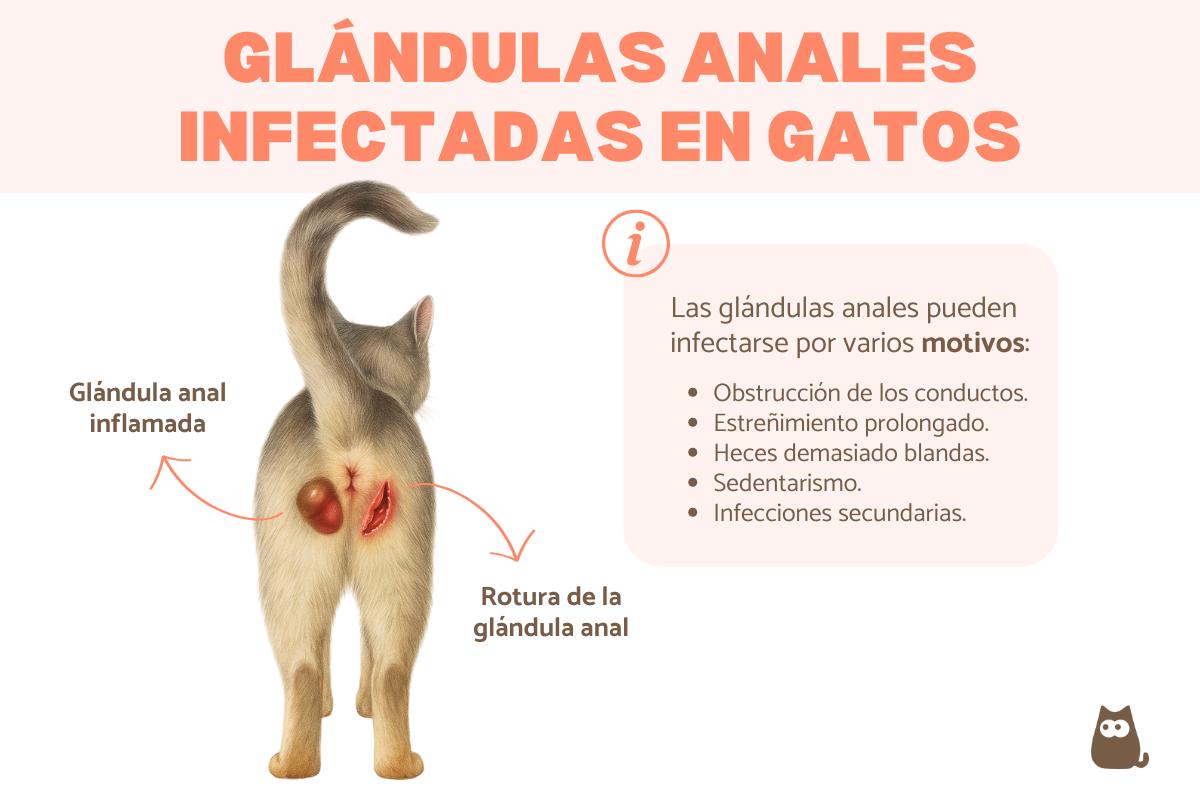 Glándulas anales infectadas en gatos: causas y tratamiento