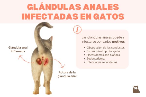 Glándulas anales infectadas en gatos: causas y tratamiento