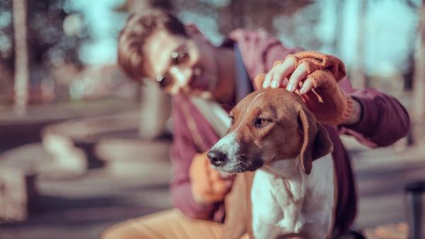 Qué significa que los perros siempre se acerquen a ti, según los etólogos: “No es casualidad, perciben estas señales” - Los perros responden a la forma en que interactuamos con ellos y a las experiencias que han vivido