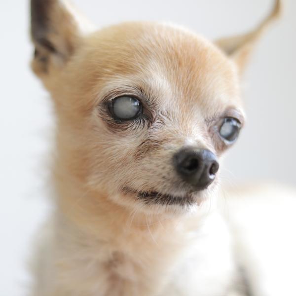 puedes revertir el viejo ojo de perro