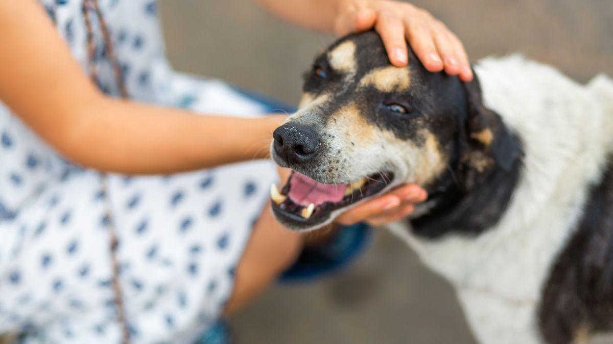 Qué significa que los perros siempre se acerquen a ti, según los etólogos: “No es casualidad, perciben estas señales”