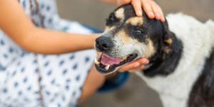 Qué significa que los perros siempre se acerquen a ti, según los etólogos: “No es casualidad, perciben estas señales”