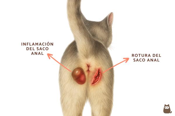 Glándulas anales infectadas en gatos: causas y tratamiento - ¿Qué son las glándulas anales en los gatos?