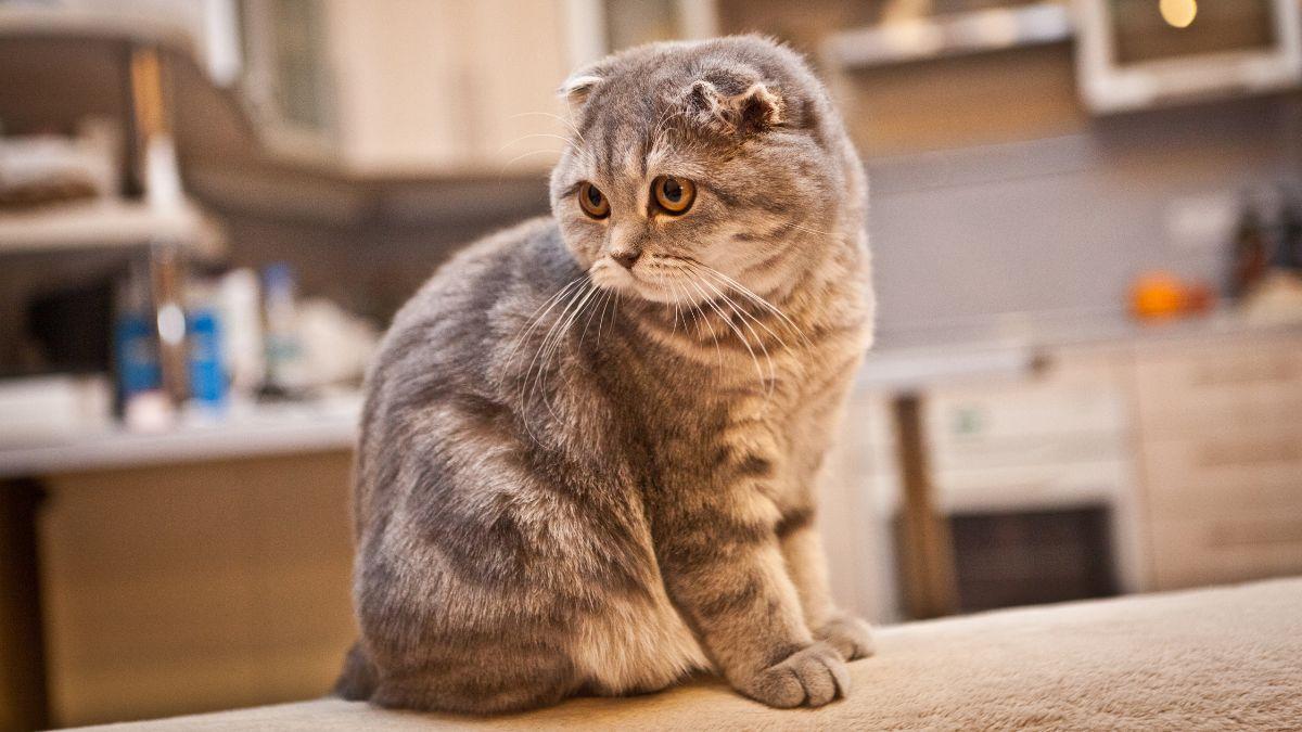 Carlos Gutiérrez, veterinario: “Prohibir la cría de ciertas razas de gatos no acaba con el problema, hay que frenar la demanda”