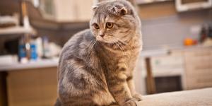 Carlos Gutiérrez, veterinario: “Prohibir la cría de ciertas razas de gatos no acaba con el problema, hay que frenar la demanda”