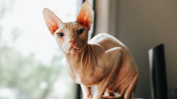 Carlos Gutiérrez, veterinario: “Prohibir la cría de ciertas razas de gatos no acaba con el problema, hay que frenar la demanda” - El Scottish Fold, el Sphynx, el persa y el Manx pueden sufrir problemas de salud relacionados con sus rasgos físicos
