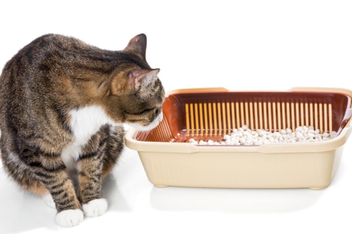 Estreñimiento en gatos: síntomas y remedios caseros