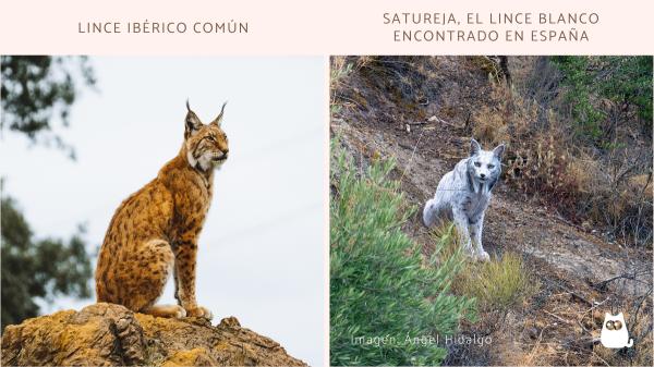 Nick Romero, biólogo y educador ambiental, sobre la existencia de linces blancos en España: "Es un caso raro que confirma que aun hay muchos secretos sobre la fauna española" - La misteriosa razón del color de Satureja, el primer lince ibérico blanco registrado en España