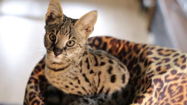 Carlos Gutiérrez, veterinario: “Prohibir la cría de ciertas razas de gatos no acaba con el problema, hay que frenar la demanda” - Qué ocurre en España y el caso de los gatos híbridos