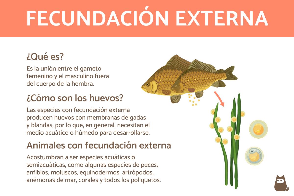 Animales con fecundación externa