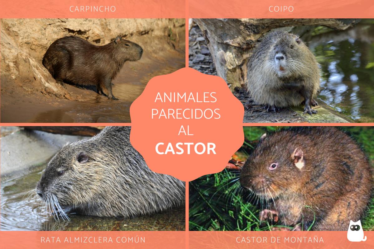 Animales parecidos al castor