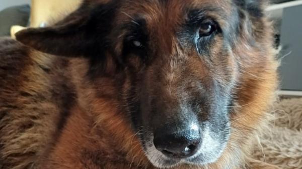 De perro guardián a compañero de sofá: la historia del pastor alemán que espera adopción tras su jubilación - Cuando termina la temporada, el perro sobra