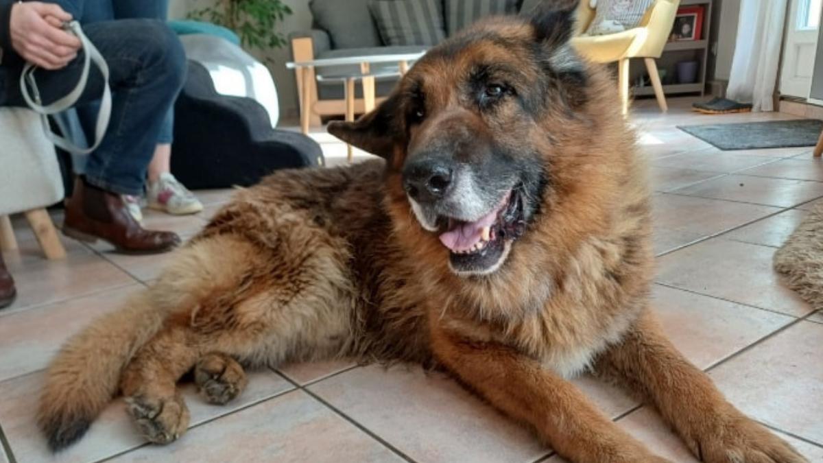 De perro guardián a compañero de sofá: la historia del pastor alemán que espera adopción tras su jubilación