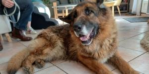 De perro guardián a compañero de sofá: la historia del pastor alemán que espera adopción tras su jubilación