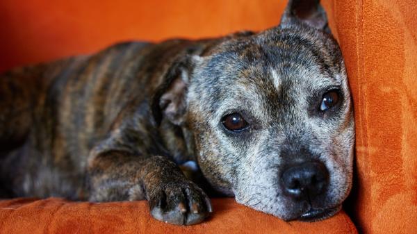 De perro guardián a compañero de sofá: la historia del pastor alemán que espera adopción tras su jubilación - Mayores, tranquilos y siempre los últimos de la lista