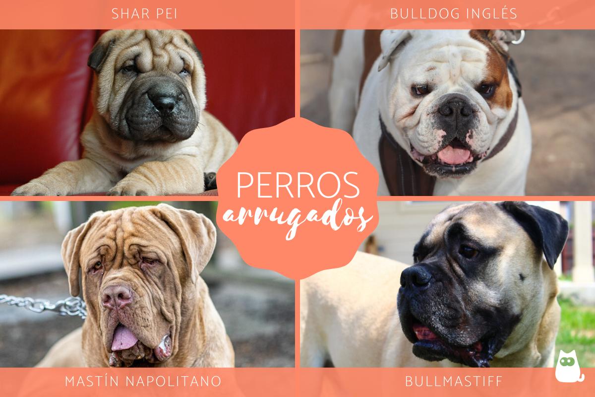 Razas de perros arrugados