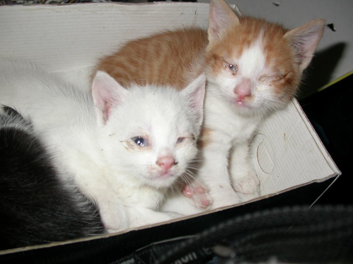 Rinotraqueítis felina - Síntomas y tratamiento