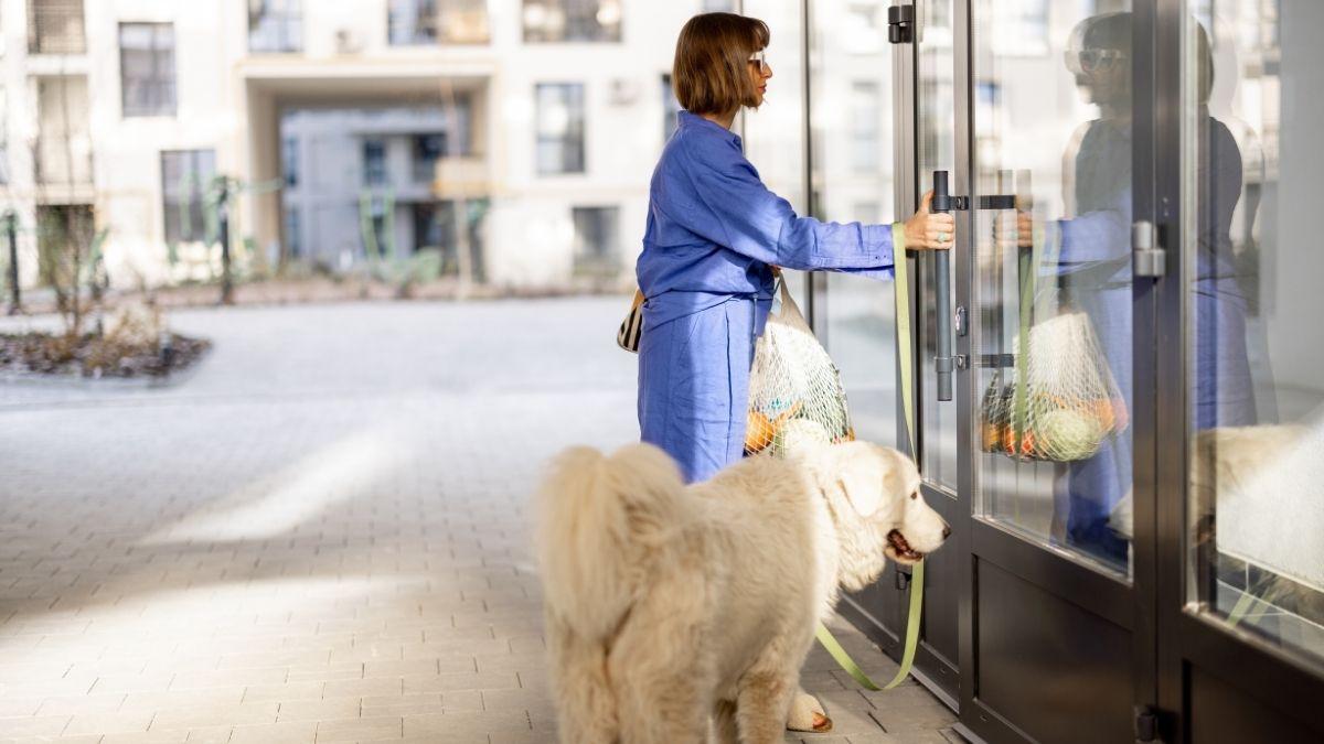 Adiós a esperar en la calle: la ley prohíbe dejar al perro atado solo en la puerta de los comercios (con multas de hasta 10.000 euros)