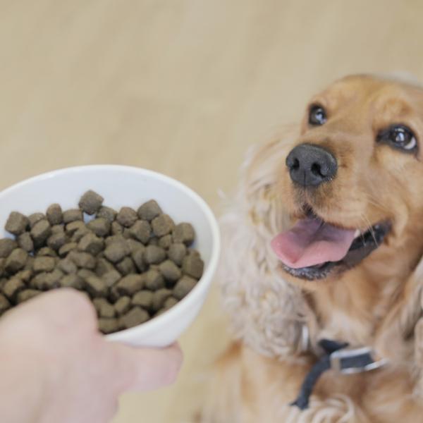 cuánto le doy de comer a mi perro mastín
