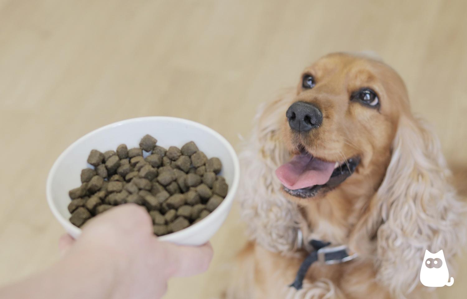 cuanto hay que darle de comer a un terrier al dia